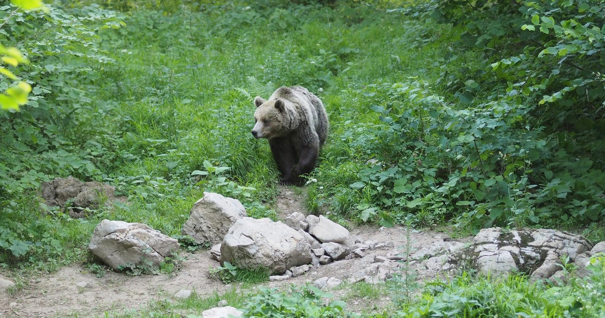 Postojna Excursion D Observation Des Ours Avec Un Garde Forestier Et