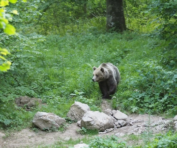 Postojna: Bear Watching Tour with Ranger and Local Guide