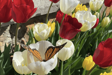 Nannup: Chestnut Brae Witches Garden Tour with Snack