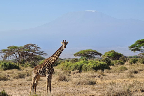 Tour di un giorno del Parco Nazionale di Amboseli e visita al villaggio Maasai