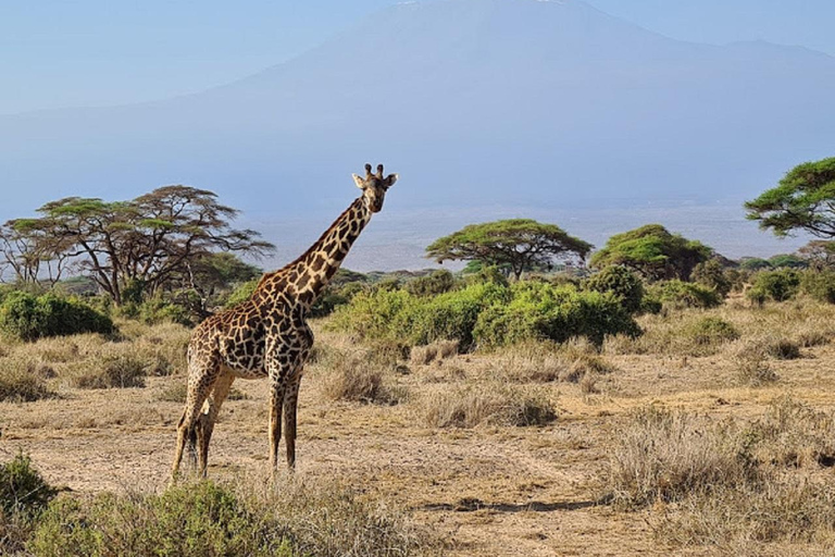 Tour di un giorno del Parco Nazionale di Amboseli e visita al villaggio Maasai