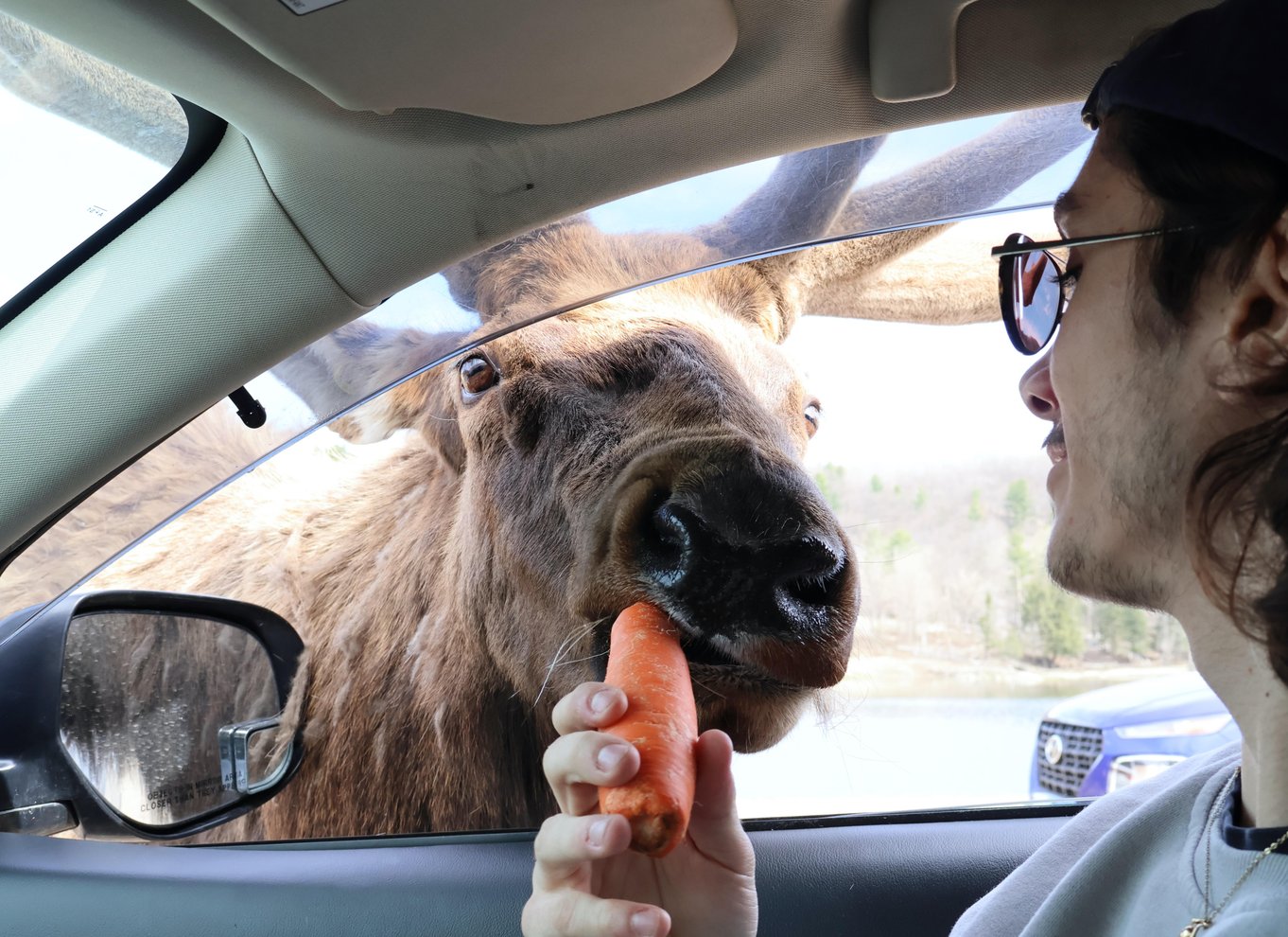 Fra Montreal: Omega Park Wildlife Safari Calling Sounds