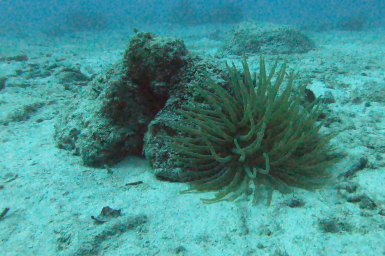 Discover Scuba Diving in Aruba