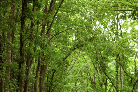 Bohol: Premium Chocolate Hills, Tarsiers &amp; River Experience