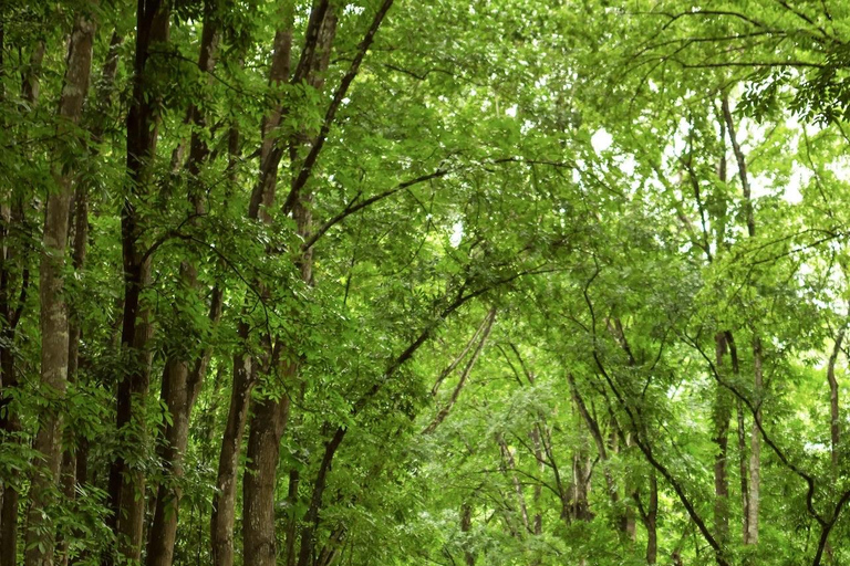 Bohol: Premium Chocolate Hills, Tarsiers &amp; River Experience