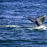 San Diego: crociera di 3 ore con osservazione balene con Legacy Whale Watch