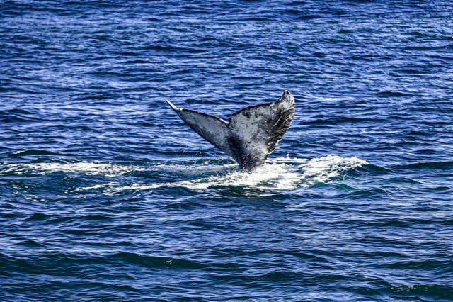 San Diego: 3 Hour Whale Watching Cruise