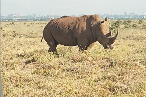 Visita ao Parque Nacional de Nairobi: traslado de ida e volta gratuito do aeroporto