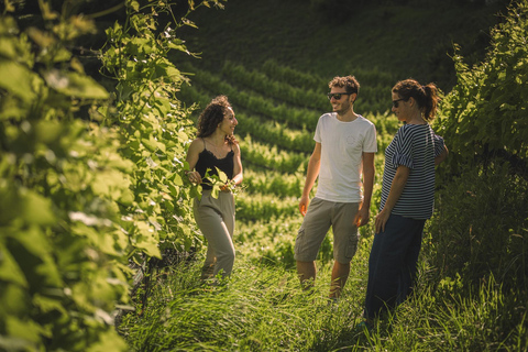 Ledro Lake: Guided Tour & Wine Tasting Among the Vines English