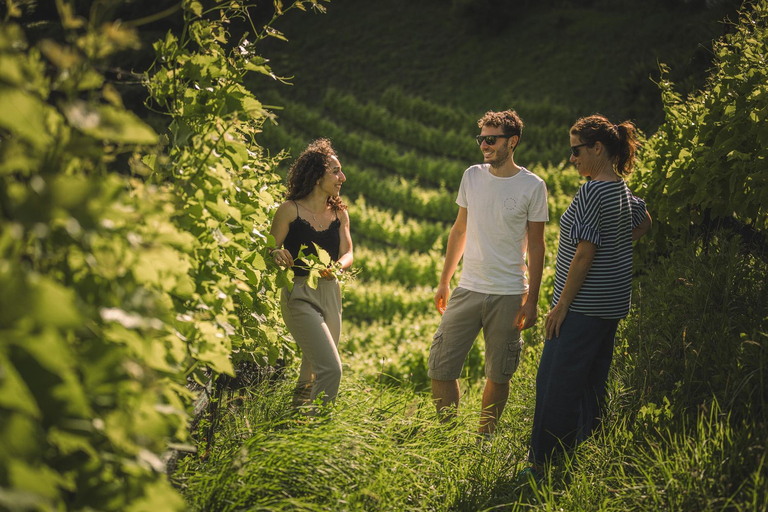 Ledro Lake: Guided Tour & Wine Tasting Among the Vines English