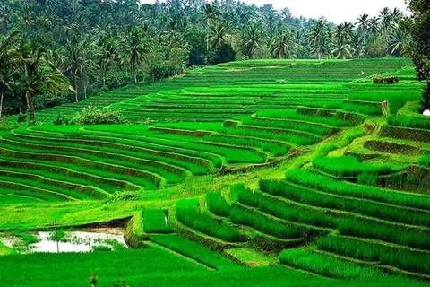 Ubud: Monkey Forest, Pura, Rice Terraces, Hidden Waterfall Ubud : Private Tour With Ticket