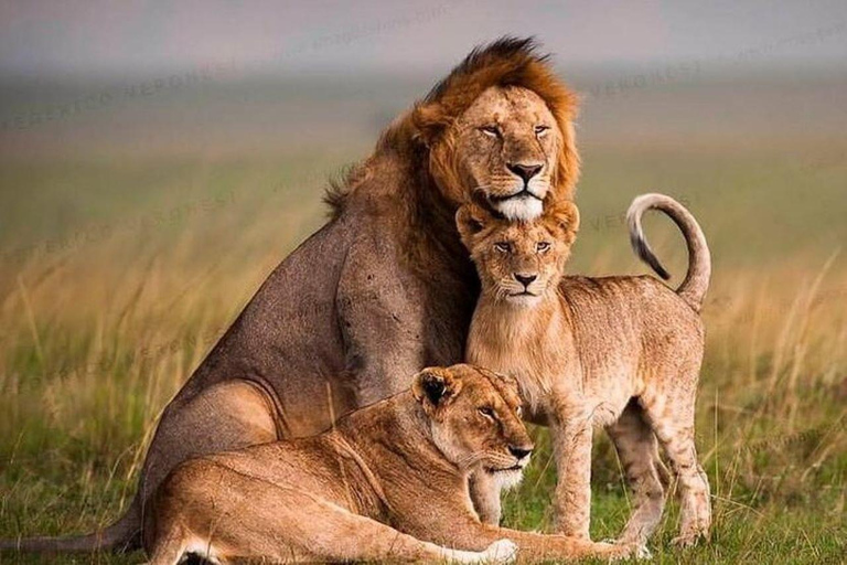 From Nairobi: 12 Days Small Group Kenya and Tanzania Safari