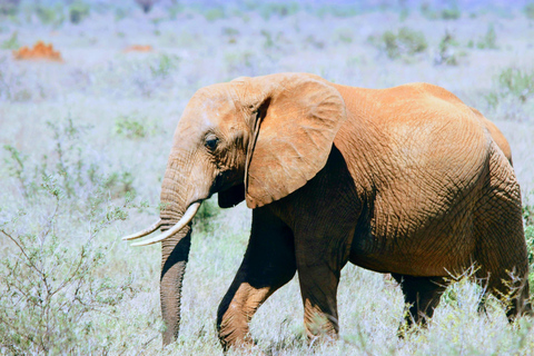 Mombasa: Tsavo East & Amboseli 3-Day Safari with Meals