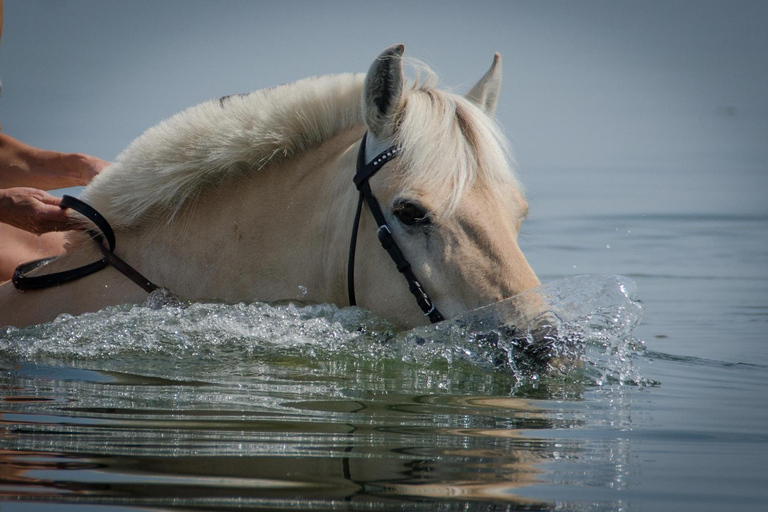 Abu Dhabi: Peaceful Beach Horseback Ride Experience