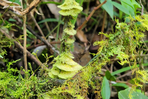 CAMINHO DO OURO - Geführte Tour durch den Atlantischen Wald, Wasserfälle und Geschichten.