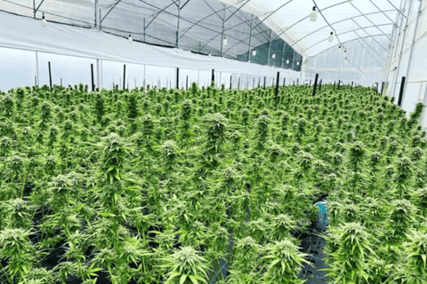 Medellín: A Nature Journey Into Medicinal Cannabis Option 1: Basic Educational Cannabis Tourism Experience