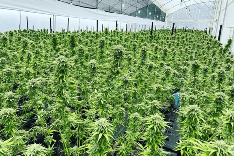 Medellín: A Nature Journey Into Medicinal Cannabis Option 1: Basic Educational Cannabis Tourism Experience