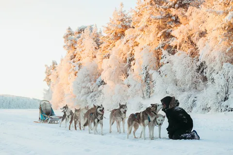 Ivalo: Safari responsable con huskies en Happy Huskies