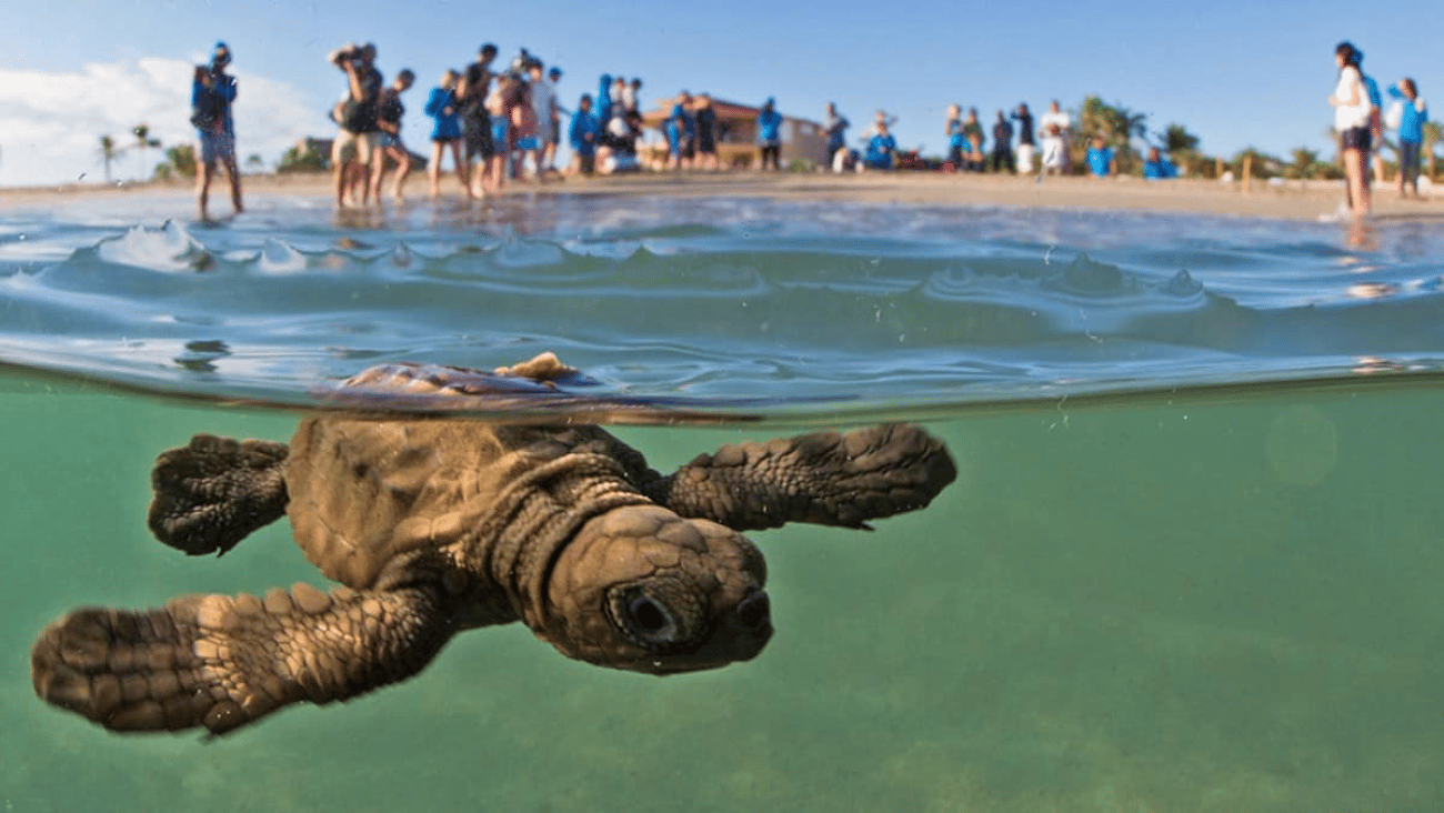 Acapulco: Erlebnis Schildkrötenbefreiung