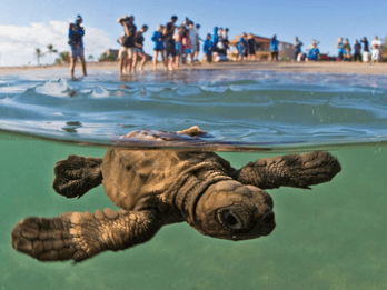 Acapulco: Turtle Release Experience