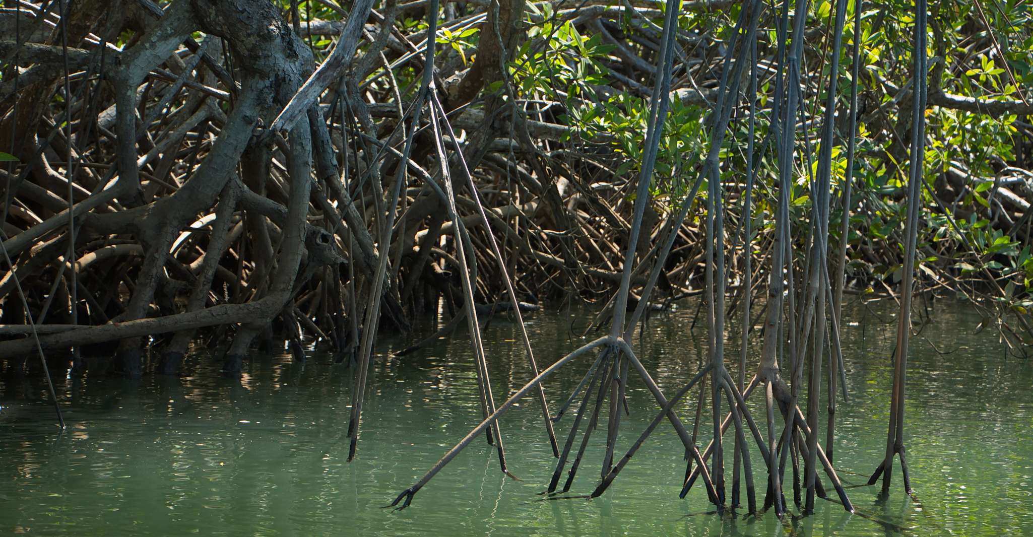 Tamarindo, Howler Monkey Mangrove Kayaking Tour - Housity