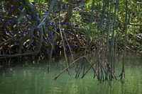 Tamarindo, Hurler Monkey Mangrove Kayaking Tour - Housity