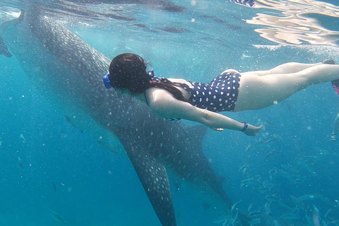 Cebu: Walvishaaien, Tumalog watervallen en snorkelen bij de Sardine Run