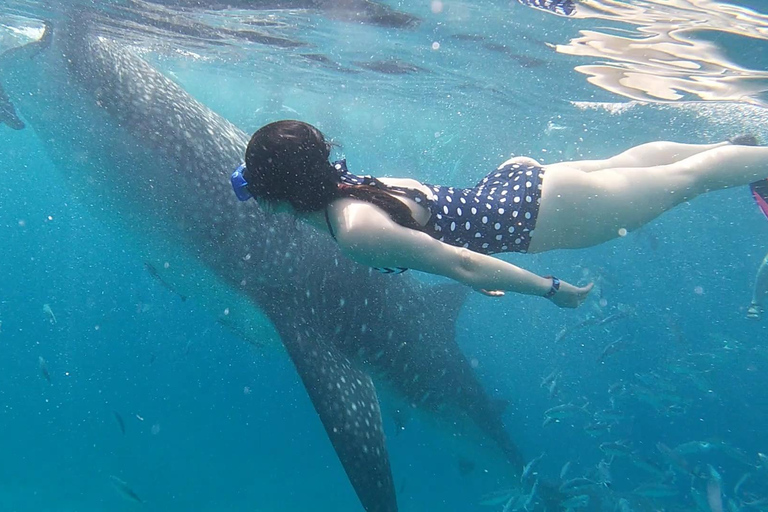 Cebu: Walvishaaien, Tumalog watervallen en snorkelen bij de Sardine Run