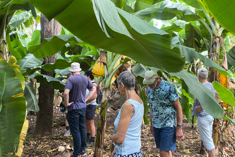 Santiago: Visit the largest banana and coconut plantation & botanical garden From the Beach: Visit a Banana and Coconut Plantation & Botanical Garden with Tastings