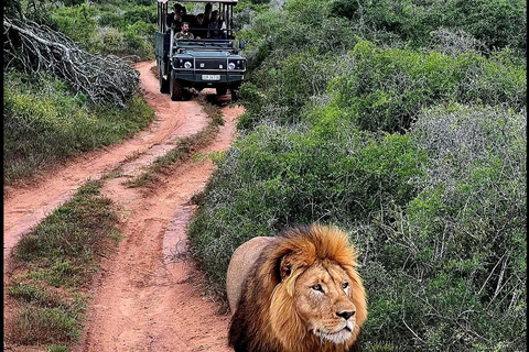 Schotia Safari – Big 5 Experience with High Lion Sightings