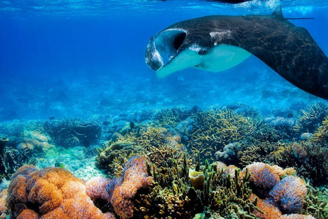 Nusa Penida: West & East with Snorkeling Option & Transfer Snorkeling & West Penida - Start from Bali