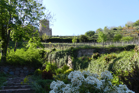 Safari Wine Villages & Wine tasting