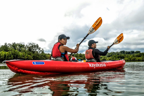 Bohol: SUSTAINABLE Mangrove Tunnels & Firefly Kayaking trail