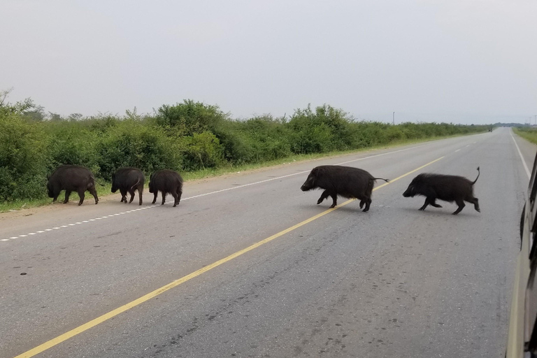 Ouganda : 5 jours de trekking avec les chimpanzés et de safari animalier