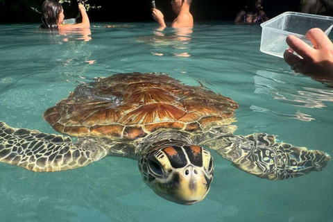 Zanzibar: Sea turtle Swim at Salam cave in Kizimkazi village Zanzibar: Swim with sanctuary Tortoise at salam and transfer
