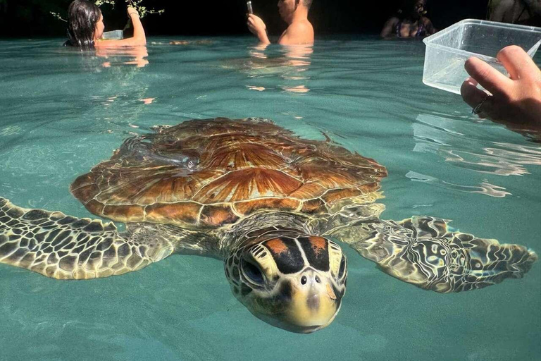 Zanzibar: Sea turtle Swim at Salam cave in Kizimkazi village Zanzibar: Swim with sanctuary Tortoise at salam and transfer
