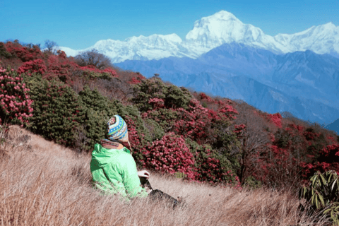 3 jours de randonnée à Poon Hill et GhorapaniTrek de 3 jours de Poon Hill et Ghorapani au départ de Pokhara