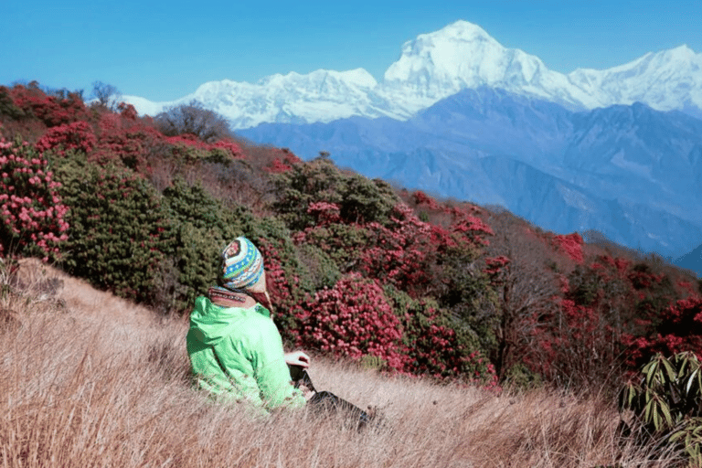 3 jours de randonnée à Poon Hill et GhorapaniTrek de 3 jours de Poon Hill et Ghorapani au départ de Pokhara