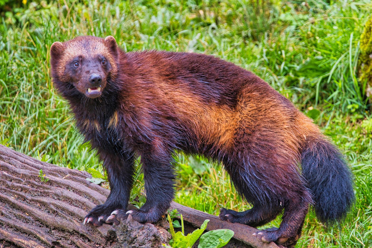 Rovaniemi: Ranua Zoo Tickets & Transportation. 4 people Rovaniemi: Ranua Zoo Tickets and Transportation. PETS