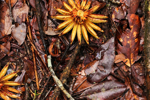 Manaus: 3-Day Amazon Jungle Adventure with Camping