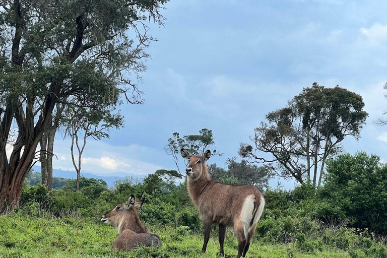 Nairobi: Overnight Adventure in Aberdare National Park
