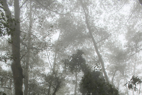 Medellín: Jungle Trekking, Waterfall Swim, & Coffee Tour