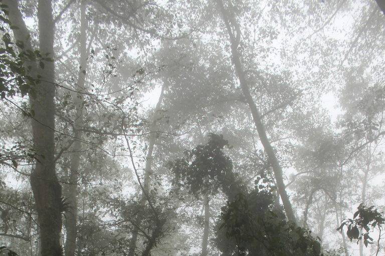 Medellín: Jungle Trekking, Waterfall Swim, & Coffee Tour