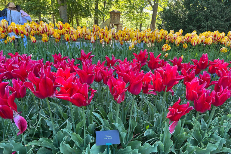 Keukenhof Special: Private Tulip & Insta Photo Experience Private Keukenhof and Tulip Fields Tour
