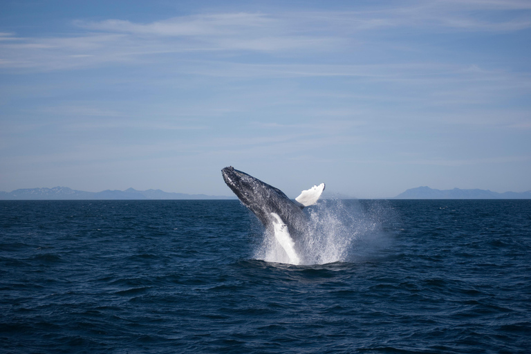 Akureyri: Goðafoss Waterfall and Whale Watching Tour