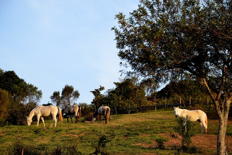 From Paraty: Private Horse-Riding Experience, Picnic, Driver From Paraty: Horse-Riding Experience, Picnic, and Driver
