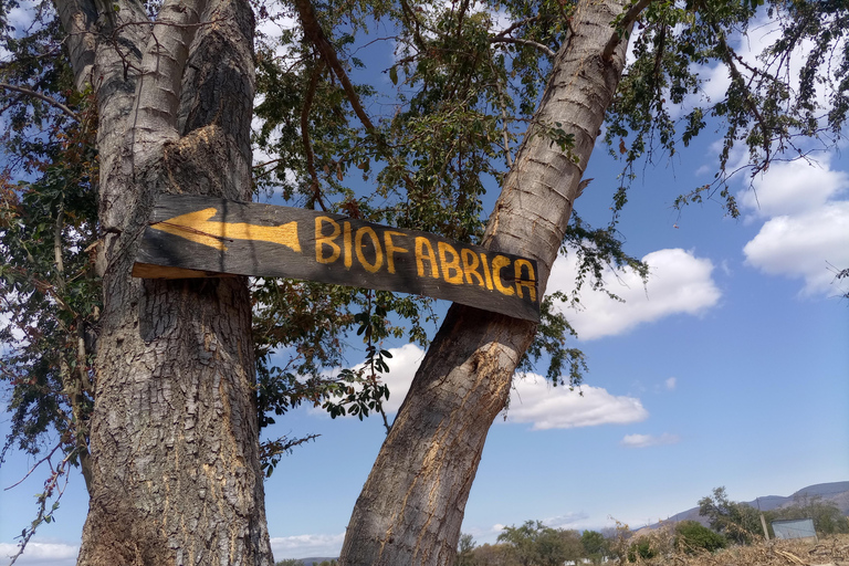 Ocotlán and San Antonino: Hands That See Workshop and Art with The Immortal Flower Ocotlán and San Antonino: Hands That See Workshop and Art with La Flor Inmortal