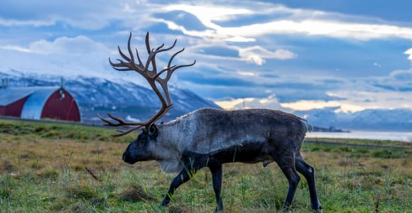 Tromsø Arctic Ride: Snowmobile & Sami Reindeer Experience