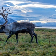 Tromsø Arctic Ride: Snowmobile & Sami Reindeer Experience