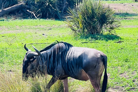 Dar es Salaam : safari de 2 jours dans le parc Mikumi en train de luxeDar es Salaam : circuit de 2 jours dans le parc Mikumi en train de luxe